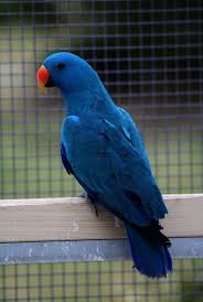 Spectacular Places To Buy Pet Birds Near Me Best Pet Birds Pet Birds Parrot