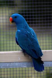 'exotic animals' are typically defined as those not usually kept as pets. Spectacular Places To Buy Pet Birds Near Me Best Pet Birds Pet Birds Birds For Kids