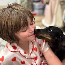 One male and one female..💕💙 Portsmouth 📍 Miniature dachshunds, long hair  KC Reg No time waisting please ✋🏻