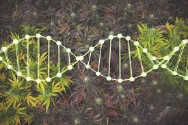 The Home Growers Guide To Cannabis Breeding Rqs Blog