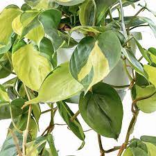 Brasil Philodendron Variegated Tropical Houseplant Etsy In 2021 Philodendron Scandens Philodendron Plant Philodendron