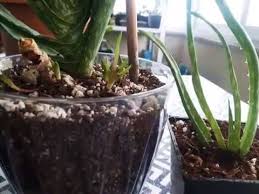 Aloevera M Neden Buyumuyor Neden Gelismiyor Youtube 2020 Bitki Aloe Bahcecilik
