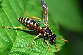 Maybe you would like to learn more about one of these? Hornets Wasps General Common Pests In South Florida Advantage Pest Related Services