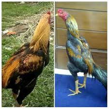 Ayam sultan (wido cempaka) ayam mangon jalak wido cempaka dan biyangan bulu batik. 101 Gambar Ayam Wido Jalak Hd Gambar Pixabay