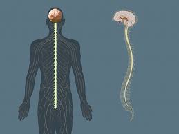 These two extremely important organs make cognition, sensation. The Central Nervous System The Brain And The Spinal Cord Explained Britannica