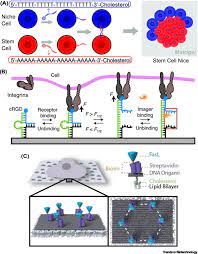 Structure of Nucleic Acids: Nucleotides and Nucleic Acids
