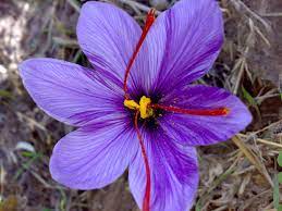 Saffron Is A Spice Derived From The Flower Of Crocus Sativus Commonly Known As The Saffron Crocus Its Recorded History Is Saffron Flower Magical Herbs Plants