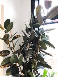 We did not find results for: A Complete Guide To Caring For Rubber Plants And Answers To Why Yours Might Be Dying Vintage Revivals