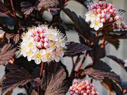 Shrubs especially small ones are easy to care for and therefore. Choosing The Best Low Maintenance Shrubs For Your Garden Saga