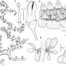 Image result for Bullockia setiflora