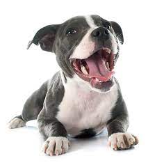 Pet adoption saves the lives of homeless dogs and cats. Adopt A Pet Animal Refuge League Of Greater Portland Maine Animal Shelter