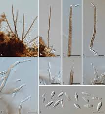 Image result for Dichapetalum rhodesicum