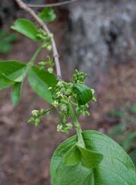 Image result for Vangueria infausta