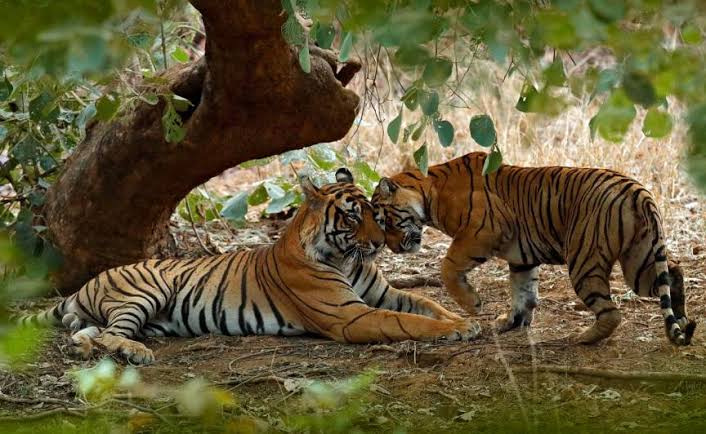 The iconic tiger safaris of Ranthambore National Park, AI generated