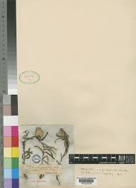 Image result for Dicoma gerrardii