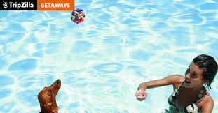 The asbury hotel is a great way to enjoy asbury park restaurants and their beautiful beaches. 7 Pet Friendly Resorts Near Manila For Your Next Fur Fect Getaway Tripzillastays