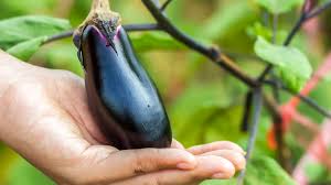 The plants reach full size in 50 to 60 days. How To Grow Eggplant In A Square Foot Garden Free Chart