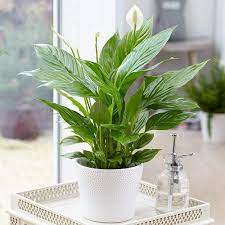 21 Vastu Plant To Bring Prosperity Peace And Good Luck At Home Peace Lily Indoor Peace Lily Plants