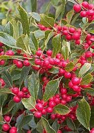 Which Is Better Ilex Red Sprite Or Ilex Berry Poppins Comparison Winter Plants Berry Plants Winterberry