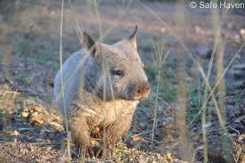 Image result for Southern hairy-nosed wombat