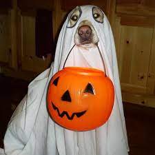 Disney Com The Official Home For All Things Disney Dog Halloween Costumes Cute Dog Costumes Cheap Halloween Costumes