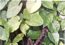 Dapat diminum panas atau dingin. Tanaman Obat Dan Penyakit Ngobrol Santai