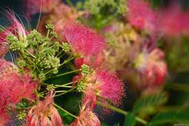 Mimosa Tree At Lake Luxembourg Mimosa Tree Plants Tree