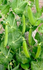 Les Plantes Grimpantes En Permaculture Le Guide Complet