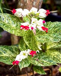 Image result for Clerodendrum rotundifolium