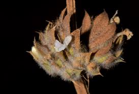 Image result for Dicliptera verticillata