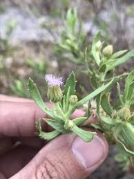 Image result for Pluchea