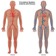 Ascending aorta, aortic arch, thoracic aorta, and abdominal aorta. Overview Of The Vascular System Health Encyclopedia University Of Rochester Medical Center
