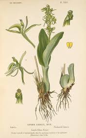 Image result for Liparis