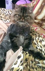 Näytä lisää sivusta cute cats facebookissa. Fluffy Persian Cat Goes To The Groomer For A Trim Returns Like This Gallery