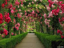 Mac pink wallpapers change your apple look. 2800 Pink Flower Hd Wallpapers Background Images