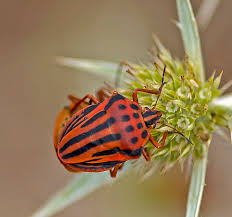 Image result for Isoglossa punctata