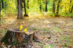 The epsom salt will slowly pull water from the stump, basically consuming the moisture, leading to a dry, rotted tree stump. How To Remove A Tree Stump With Epsom Salt Inexspensive Tree Care