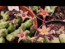 Image result for Piaranthus decipiens