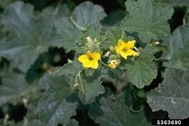 Image result for Cucumis melo