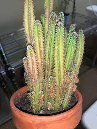 Why do cacti turn yellow? Why Is My Cactus Turning This Pink Red Color Succulents
