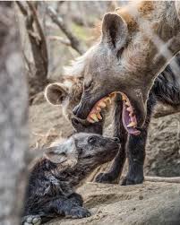 Wildlife Photography On Instagram Angry Mom Photo By Michael Rads To Get Featured Follow Animals Wild Dogs Animals Wild