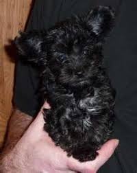 Black And White Yorkie Poo Puppies For Sale Pin By Yorkiepoo On Yorkiepoo1 Com Yorkie Poo Black Dogs Breeds Black Yorkie Poo