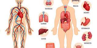 Organ tubuh manusia banyak yang dapat didonorkan guna proses transplantasi di dunia medis. Pengertian Organ Dan Sistem Organ Halaman All Kompas Com