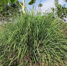 Image result for Cymbopogon nardus