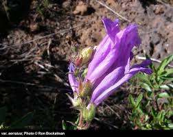 Image result for Cystostemon