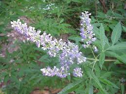 Image result for Vitex