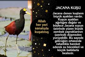 Iman Hakikati Cicekler Bocekler Kuslar Baliklar Bakteriler Hayvanlar Gokyuzu Yeryuzu Mucizeler Guzellikler Manzaralar Charles Darwin Tohumlar Evrim