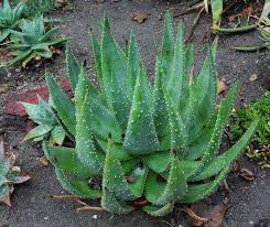 Image result for Aloe aculeata × ortholopha