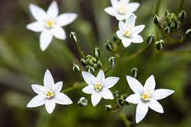 We did not find results for: Star Of Bethlehem Flower Meaning Flower Meaning