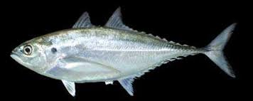 Image result for Cordyla